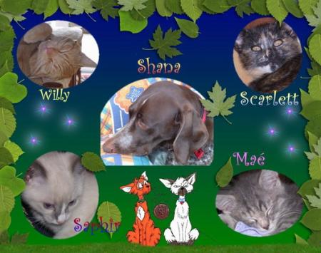 Chatmours de Tatimou